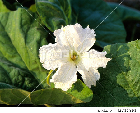 北海道乙部町でユウガオの花の朝の風景を撮影 42715891