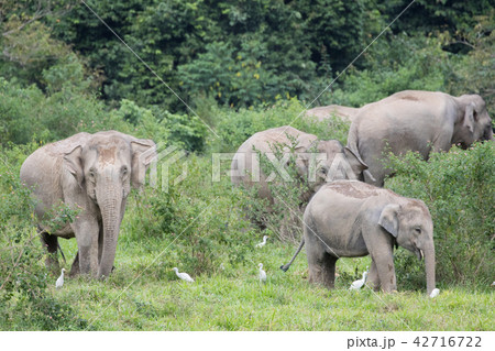 Asian elephants is eating solid in Thailand forest Asian elephants is eating solid in Thailand forest 42716722