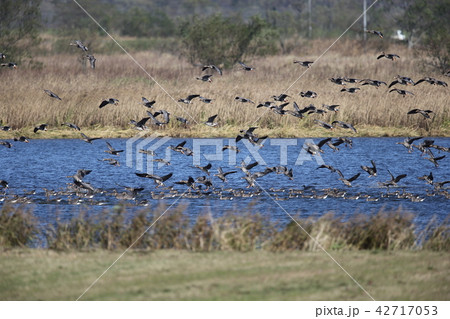 着水するヒシクイの群れ 42717053
