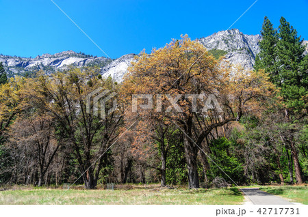 Yosemite Valley Floor Yosemite Valley Floor 42717731
