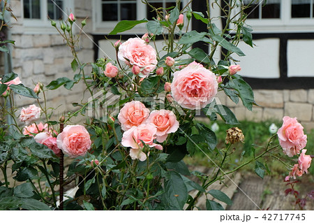 バラ アプリコット キャンディ Apricot Candyの写真素材