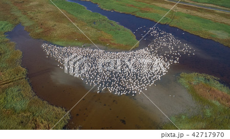 white pelicans in Danube Delta, Romania 42717970