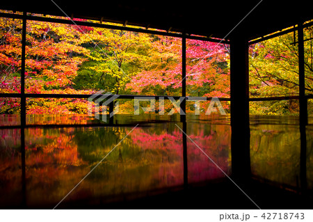 秋の瑠璃光院 42718743