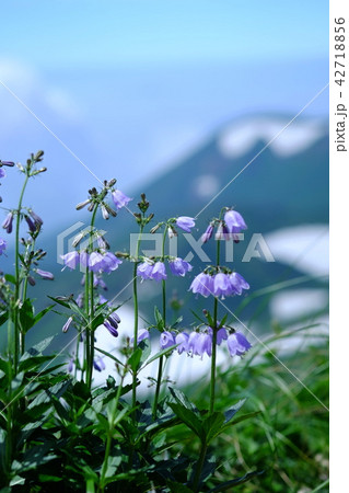 ハクサンシャジンの花 ハクサンシャジンの花 42718856