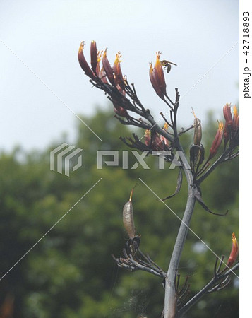 青空にニューサイランオレンジ色の花の写真素材 4271