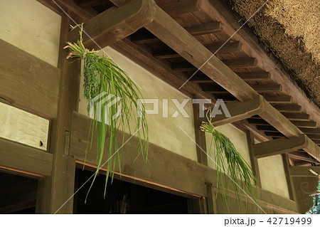 軒菖蒲 軒菖蒲 42719499