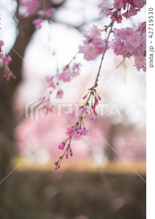 枝垂れ桜のアップ 枝垂れ桜のアップ 42719530