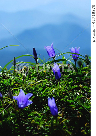 岩ききょうの花 42719879