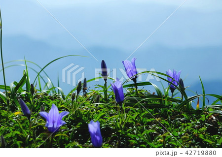 岩ききょうの花 42719880