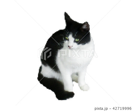 Cat. Isolated on white background. Vector  42719996