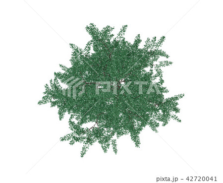 Albizia tree. Top view. Isolated on white  42720041