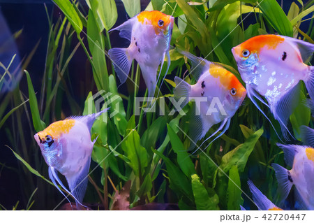Pterophyllum in the cabinet 42720447