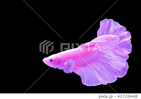 Fighting fish 42720448