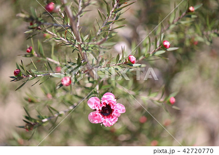 マヌカ マヌカ 42720770