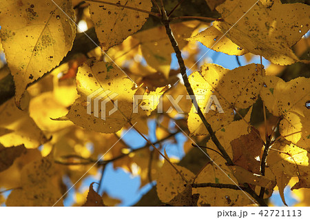 yellow maple leaf on a background of blue sky yellow maple leaf on a background of blue sky 42721113