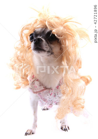 small blonde chihuahua isolated small blonde chihuahua isolated 42721896