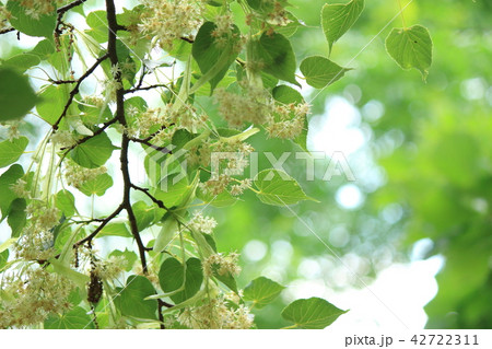 シナノキの花 シナノキの花 42722311