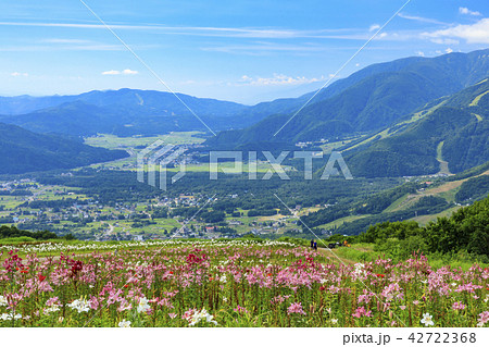 岩岳　ゆり園 42722368