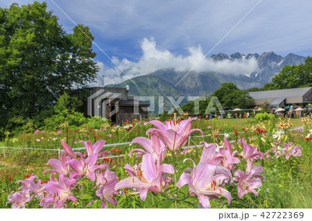 岩岳　ゆり園 42722369