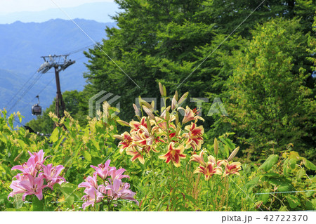 岩岳　ゆり園 42722370