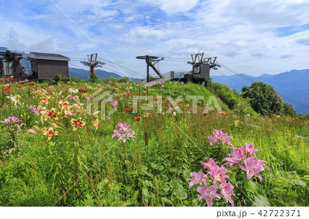 岩岳 ゆり園の写真素材