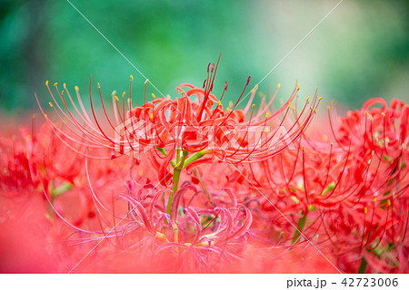 埼玉県日高市 巾着田のヒガンバナの写真素材