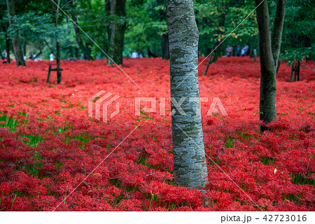 （埼玉県日高市）巾着田のヒガンバナ 42723016