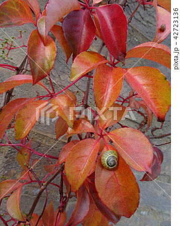 英国　イギリス　赤い葉っぱとカタツムリ 42723136