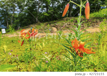 五竜 五竜 42723155