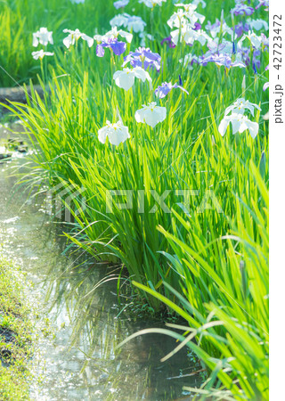 ハナショウブ 花菖蒲 アヤメ 多年草 水辺 水辺の花 梅雨時期の花 風情ある花 ｒの写真素材