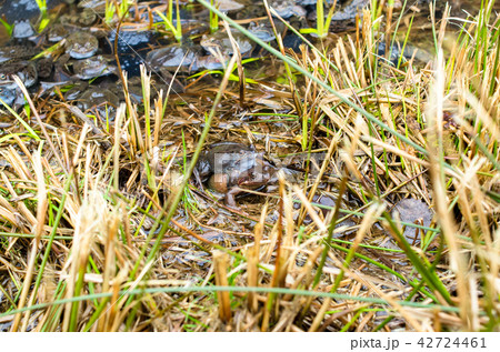 Copulation of the frog and frog spawn in pond 42724461