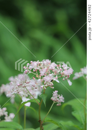 クサアジサイ クサアジサイ 42724492