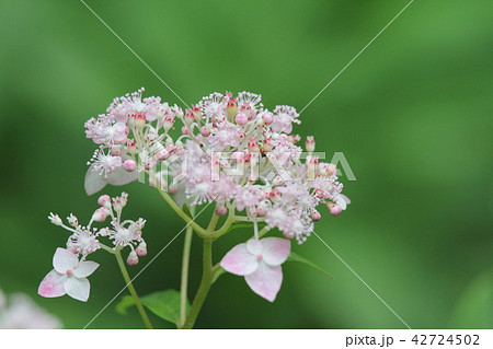 クサアジサイ クサアジサイ 42724502