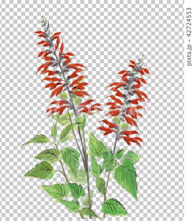 Red salvia [hand-painted watercolor] white back transparent background 42724553