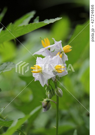 ワルナスビ 42724666