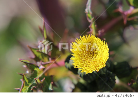 オニノゲシの花 42724667