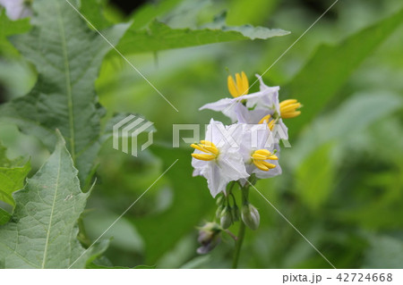 ワルナスビ 42724668