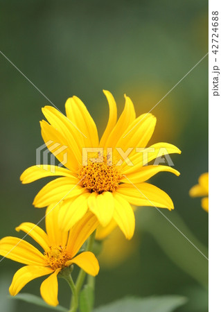 キクイモ 42724688