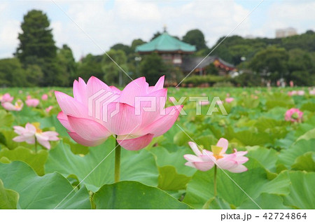 蓮の花 42724864