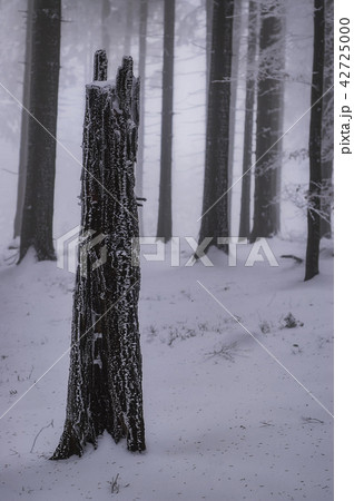 Winter spruce forest Winter spruce forest 42725000