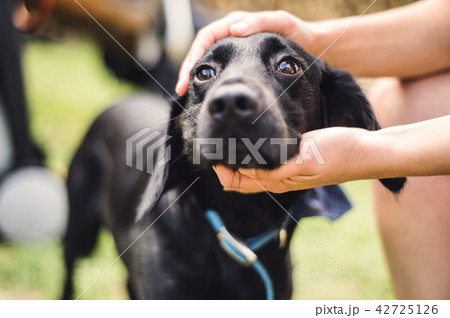 Male hands holding a head of a dog outdoors in summertime. Close-up. 42725126