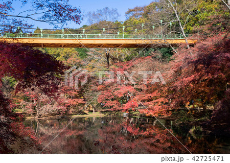 紅葉するカエデ 紅葉するカエデ 42725471