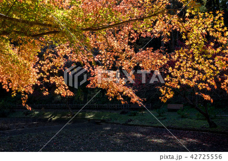 紅葉するカエデ 42725556