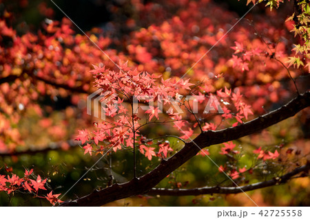 紅葉するカエデ 紅葉するカエデ 42725558