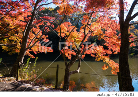 紅葉するカエデ 紅葉するカエデ 42725583