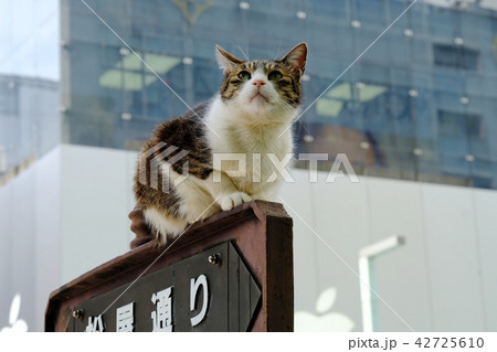 銀座　松屋通り　ねこ　 42725610