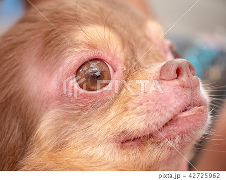 dog with Demodicosis, allergy dog skin 42725962