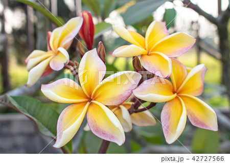 Yellow Plumeria flowers Yellow Plumeria flowers 42727566