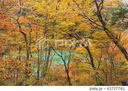 栃木県那須塩原 塩原渓谷歩道の紅葉 11月 の写真素材