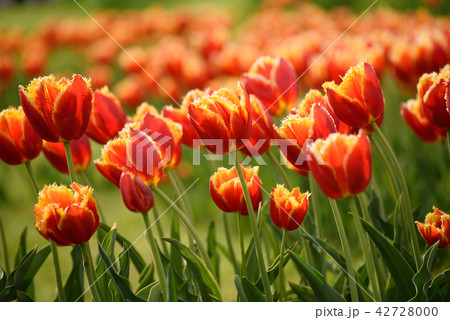 Orange tulip flowers 42728000